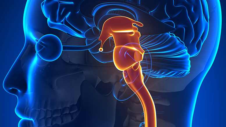 Illustration of the brainstem and surrounding structures