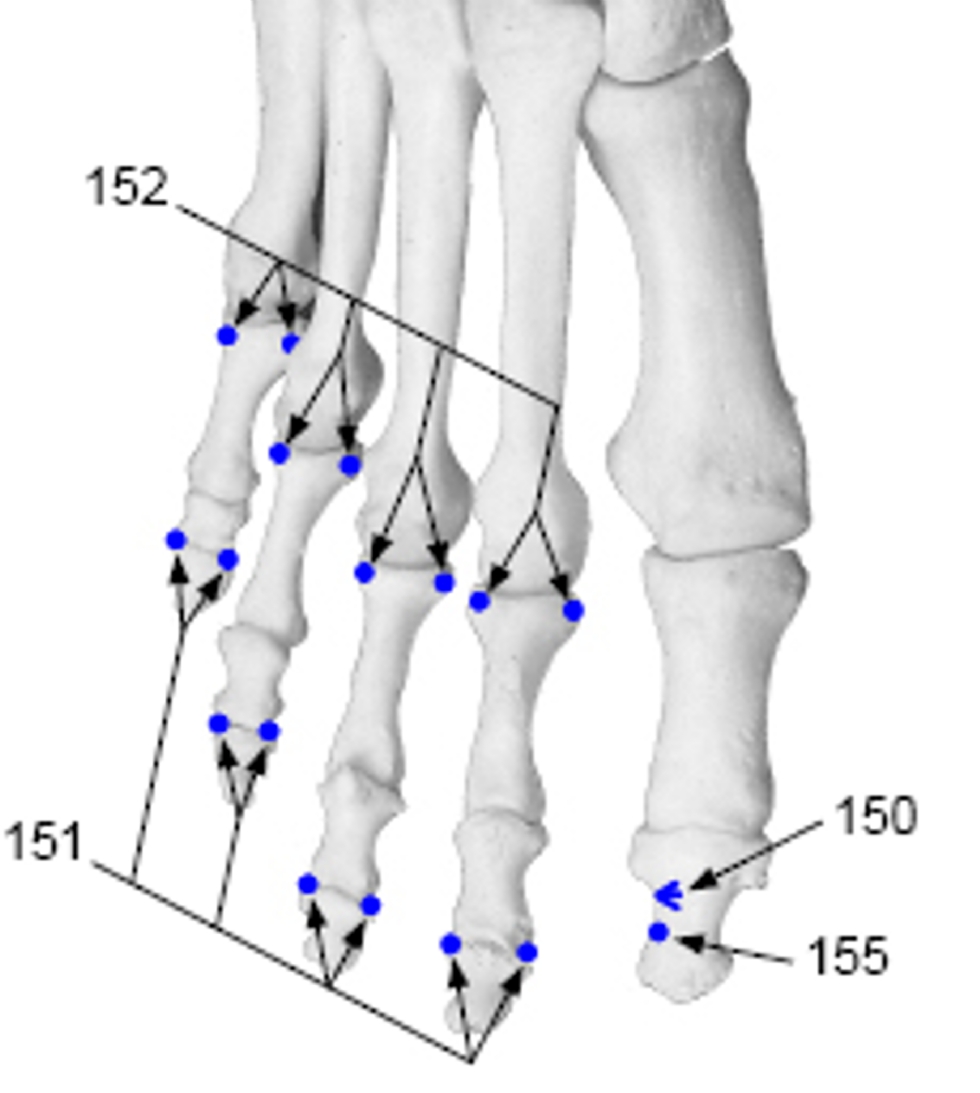Nerve reflexology points indicated on the toes