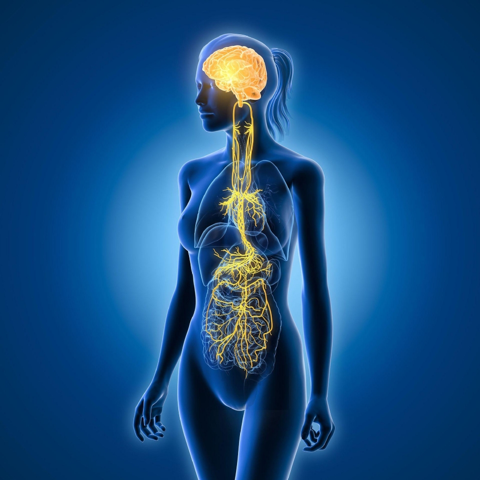 Illustration of the vagus nerve connections with the internal organs